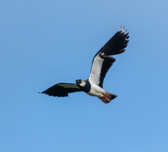Spring crops for biodiversity - CAFRE block attracts five pairs of lapwings