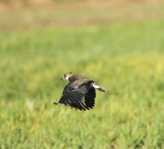 ACRES: Encouraging wildlife habitats for wild birds