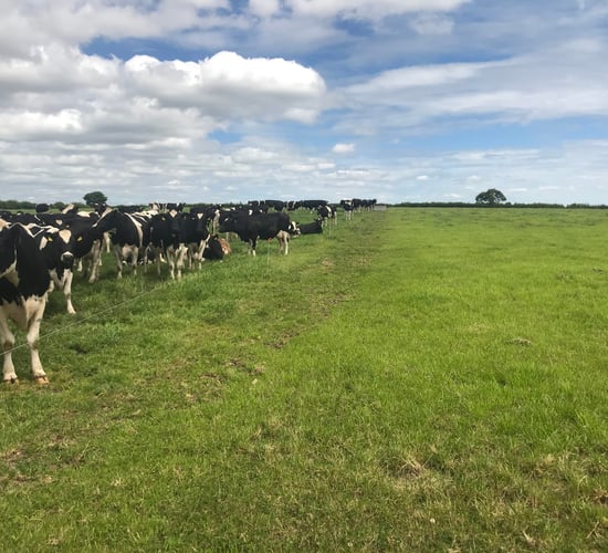 Dry cow management in autumn-calving herds