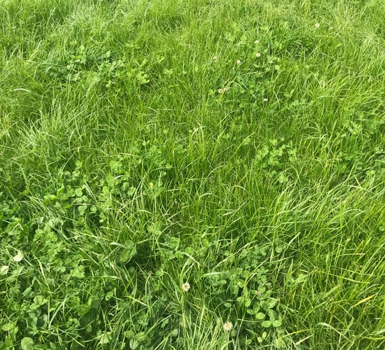 Strong grass growing conditions continue