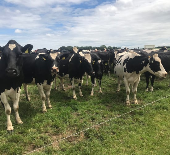 DII calls for clear nitrates plan for dairy sector to secure derogation