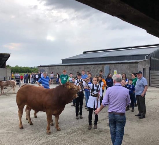 Workshop for young people interested in showing cattle this Saturday