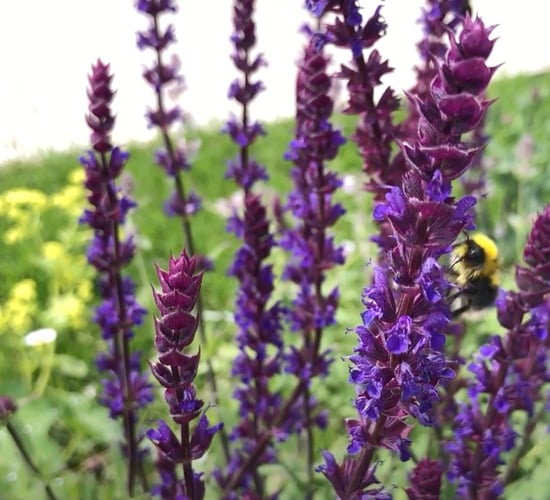 IHNSA promotes green cities and Irish plants at Bord Bia Bloom 2022