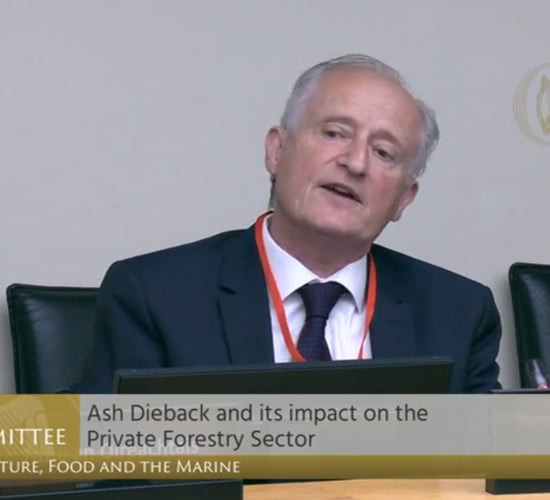 Ash dieback: 'No attempt made to address horrendous mess ash growers face'