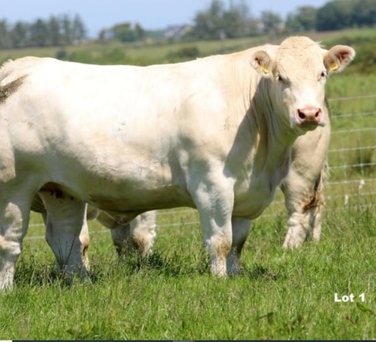 Sligo Summer Belles sale sees top price of €3,600