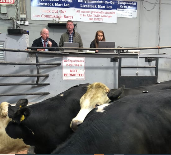 Video: Northern buyers boost trade at Ballyjamesduff Mart