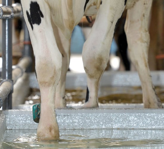 Tips for managing lameness with a focus on foot hygiene