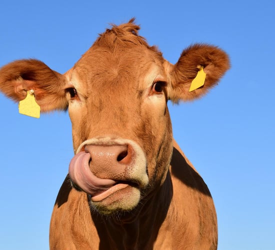 Livestock methane-reducing product gets commercial contract in Oz