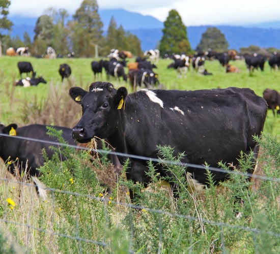 New Zealand to consider separate farm-level levy for methane emissions