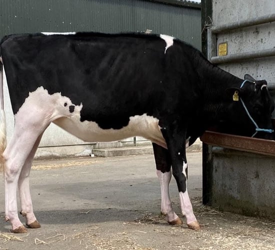 Dalevalley Sky High Protein sale achieves top price of 10,200gns