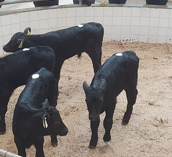 Calf trade: Demand for calves remains at Enniscorthy Mart