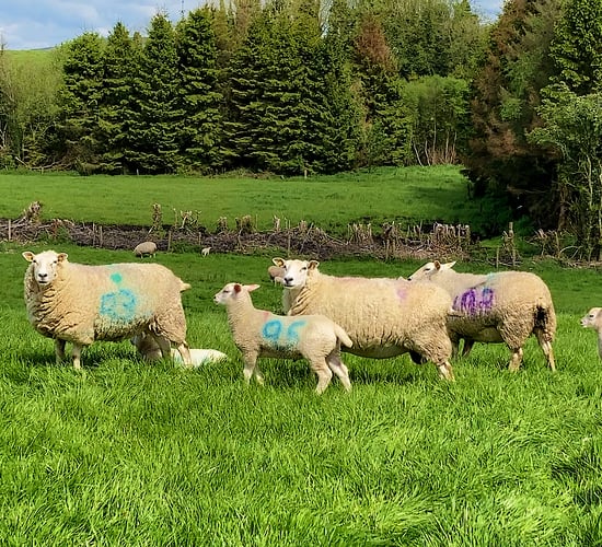 NI sheep farmers to discuss sheep scab control at Hilltown event