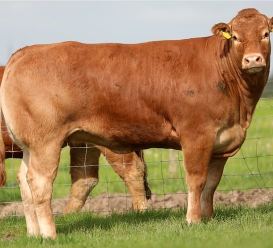 Baileys Limousins sale sees top call of €13,500 for heifer