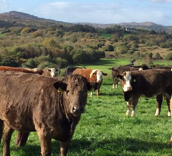 Ballyjamesduff Mart to host special suckler heifer sale