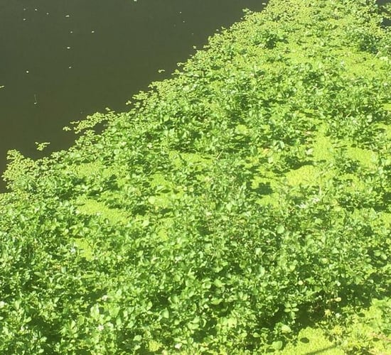 Duckweed: How a humble plant could help food security