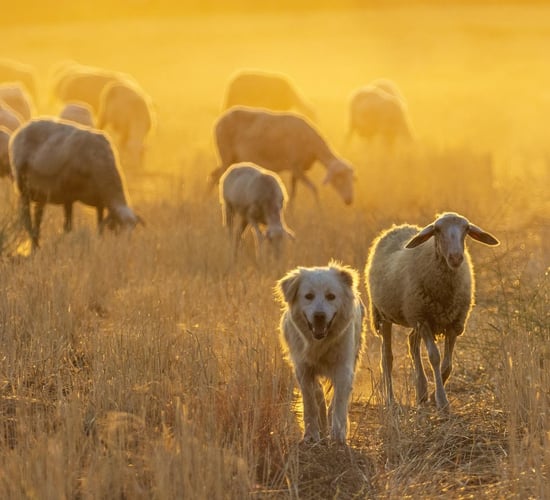 Commission approves €50m Greek scheme to support livestock sector