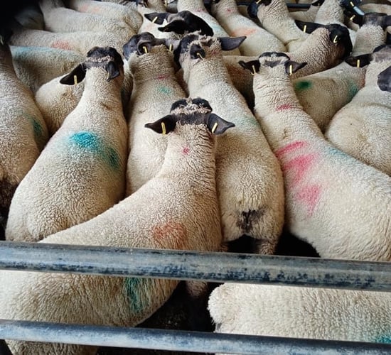 Spring lamb prices slashed by 20c/kg