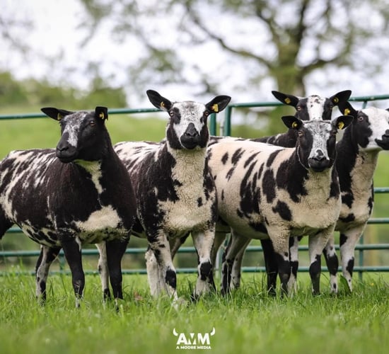 Super Sixty Sale tops €3,000 for a shearling ewe
