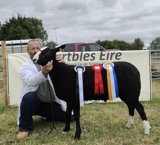 Zwartbles Eire premier show and sale set for Saturday