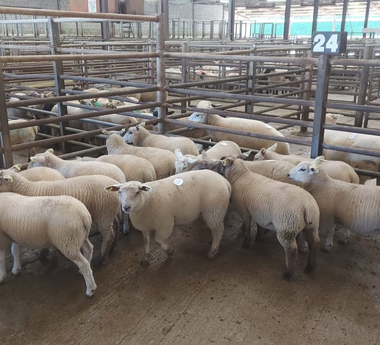 Sheep kill: Throughput settles back after immense kill the week before