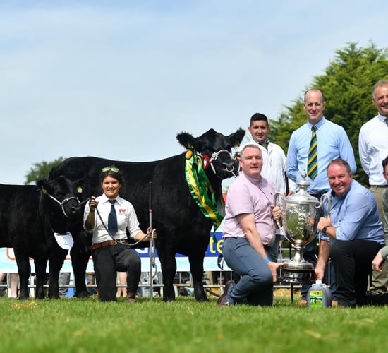 'Special Tinge' named Aberdeen Angus breed champion at Oldcastle Show