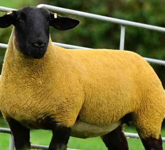 Online Black Betties sale set for this weekend