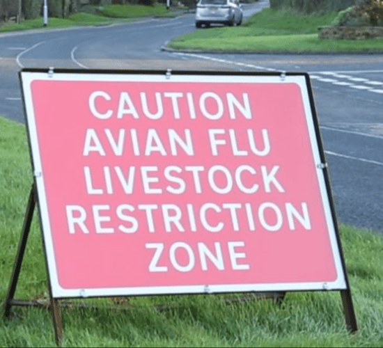Avian influenza: DAFM confirms 230,000 birds culled in disease-control plan