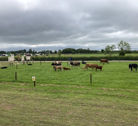 BEEF2022: Sustainable beef farming theme at Grange