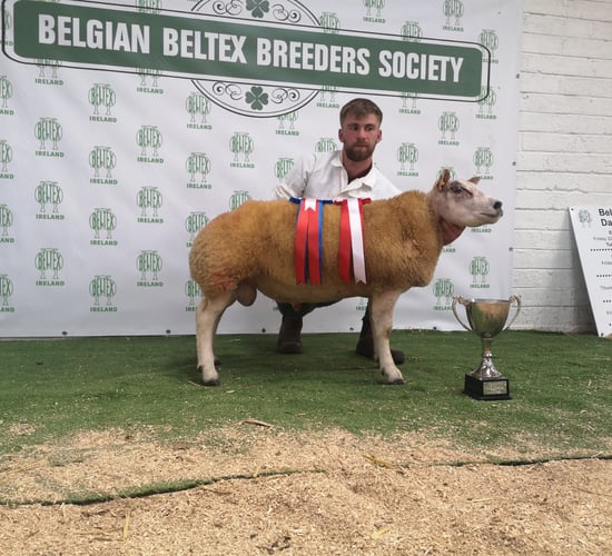 Belgian Beltex Breeders sale sees a record price of €3,400