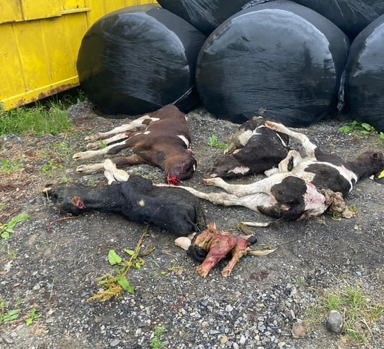 Kilkenny farmer shocked as dogs kill 4 dairy heifer calves