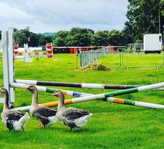 Cappamore Show-stopper: Back with a bang to celebrate 66 years