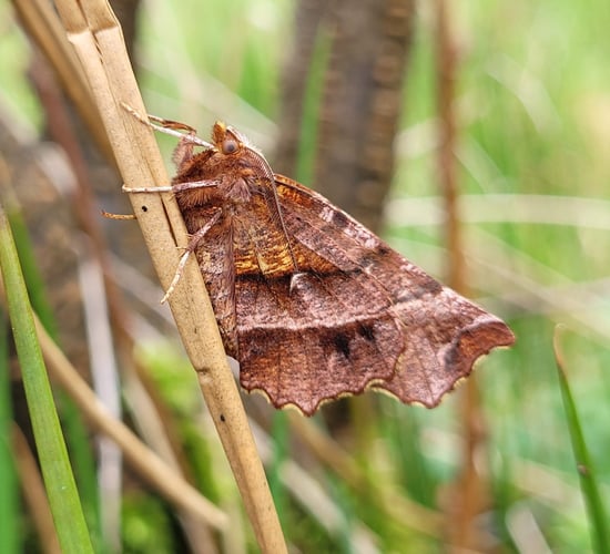 Farmers record close to 23,000 moths in monitoring scheme