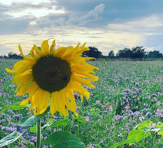 Farming for Nature ambassadors to host farm walks