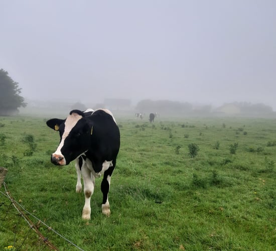 Status Yellow fog warning issued for several counties