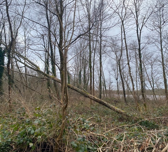 Watch: Minister to announce windblow reconstitution scheme this month