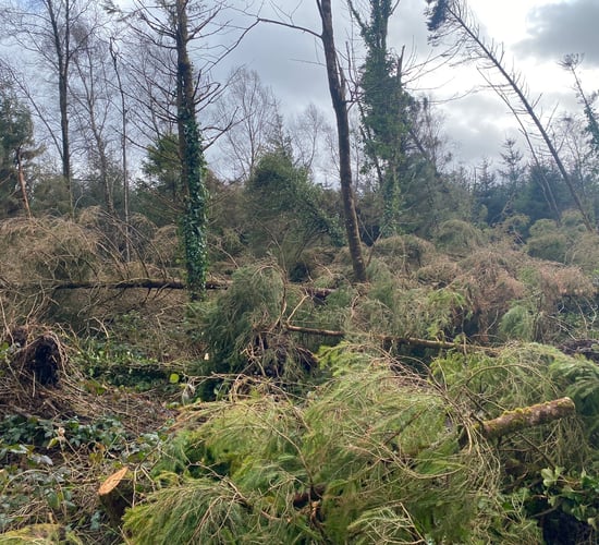 Sawmills to increase capacity by 30% to clear storm damage