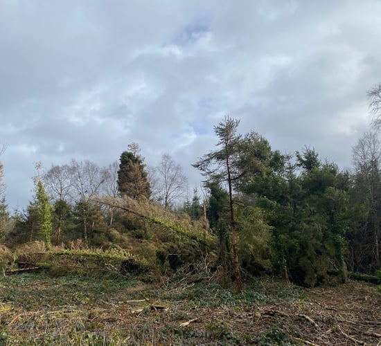 Windblow felling applications 'being prioritised' with approval progress welcomed