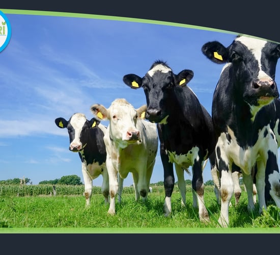 Irish animal-healthcare company healing herds in the UAE