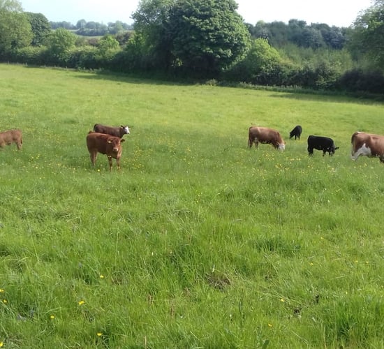 FFN farm walk to highlight forest management on organic beef farm