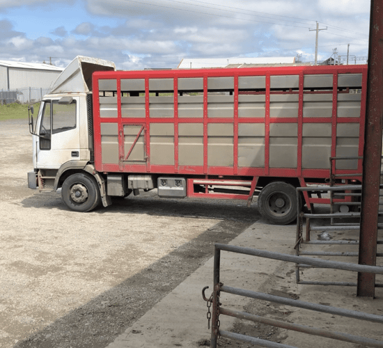 Exports of Northern Ireland lambs south continues to increase