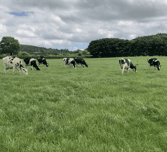 'We grew the same grass with the soiled water as if we had spread nitrogen'