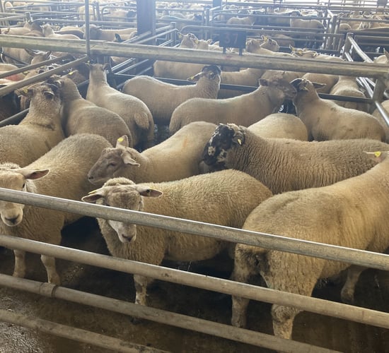 Sheep kill: Demand driven by Eid al-Adha sees kill surpass 78,000 head