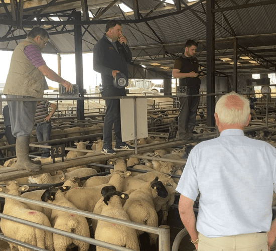 Pics and prices: Lambs top €165/head at Athenry