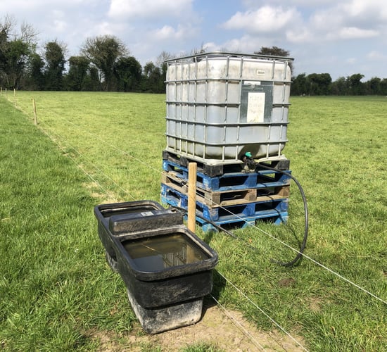 Water requirements for beef cattle in dry conditions