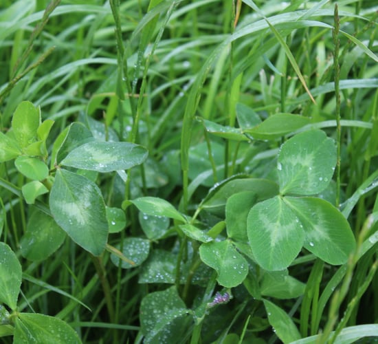 DAFM: Multi-species sward and red clover silage claims open