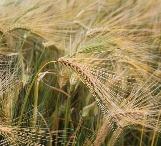Research: Hybrid barleys could help with fertiliser costs