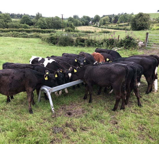 Hoose in the herd: Signs of a lungworm infection in cattle