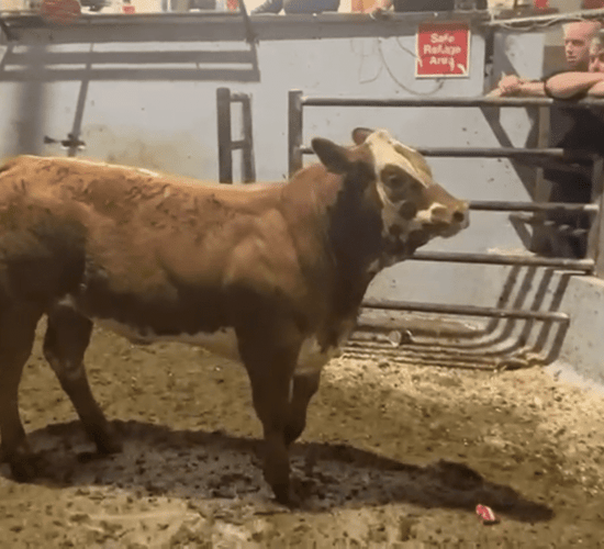 Video: 425kg weanling heifer sells for €3,700 at Gortatlea Mart