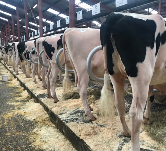 Penny family heifers claim highest prices at Ballytigue sale