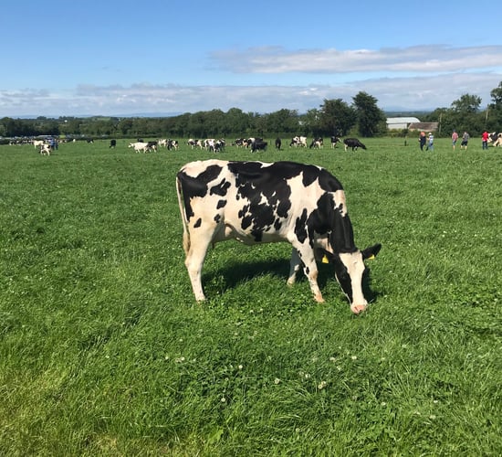 Ballytigue herd shines in the sun at IHFA open day